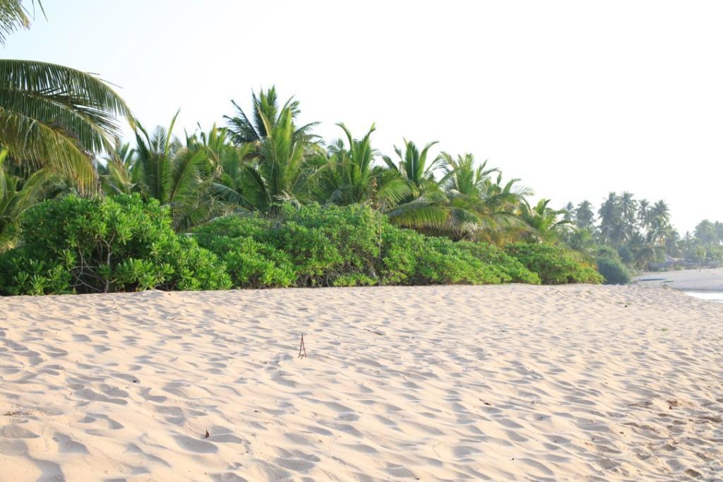 Mangrove Beach Cabana Тангале Екстериор снимка